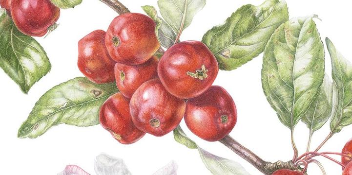 Bilde/illustrasjon for Årsmøte og foredraget ‘Fra hage til botanisk kunst’ av Gaynor Dickeson. Årsmøte og foredraget ‘Fra hage til botanisk kunst’ av Gaynor Dickeson.